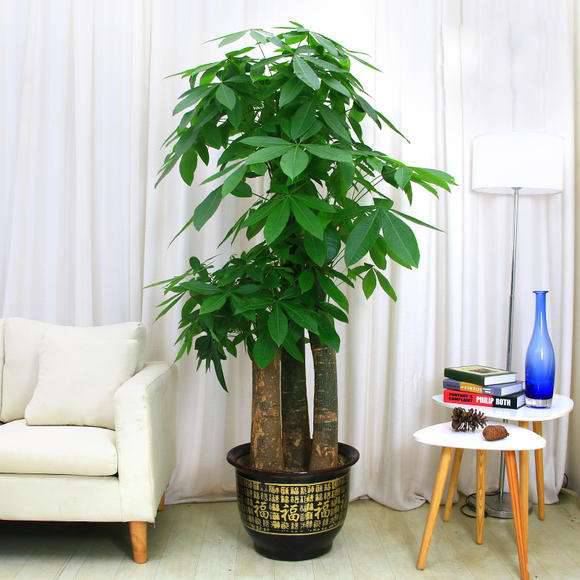 綠意盎然，財源滾滾——蘇州家居綠植與飾品一站式服務